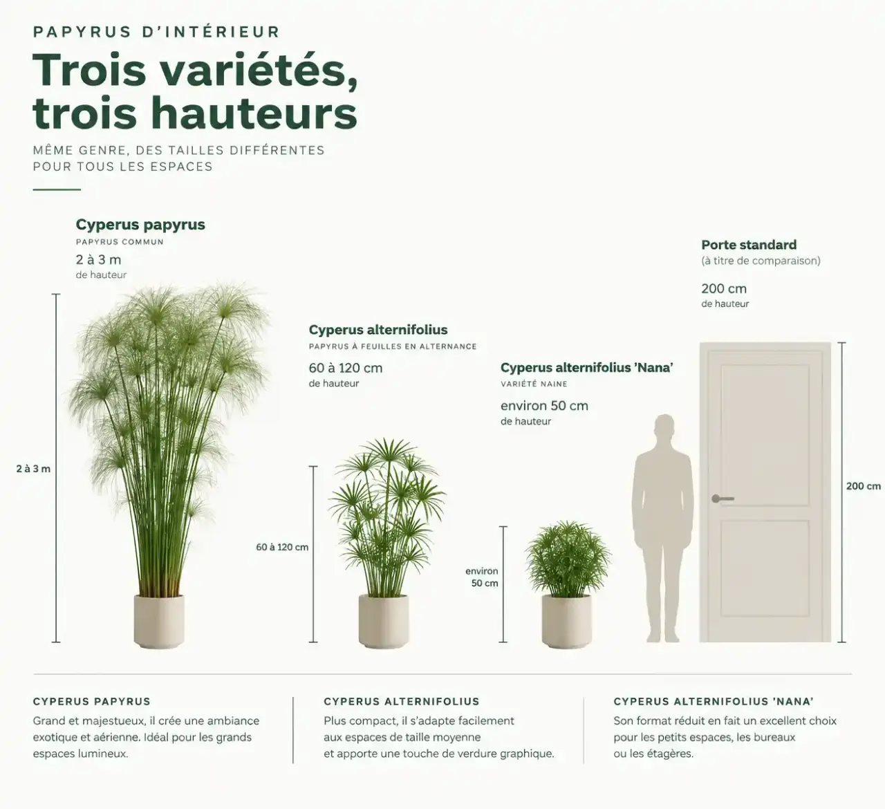 Comparaison des hauteurs des variétés de papyrus intérieur : Cyperus papyrus, alternifolius et Nana