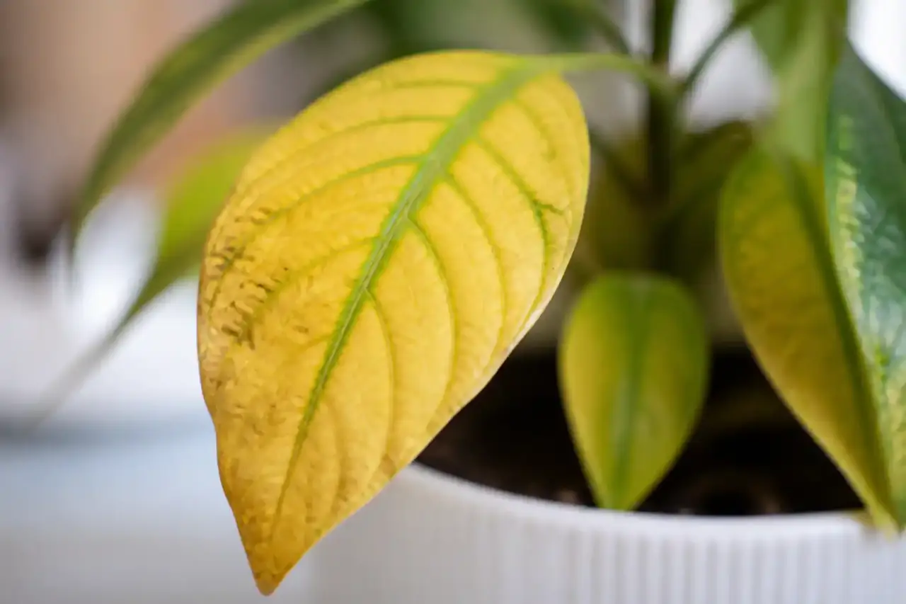 Feuilles jaunes sur vos plantes : diagnostic rapide, causes réelles et solutions